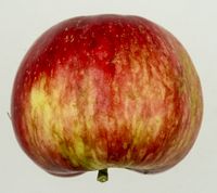 Brøndæble